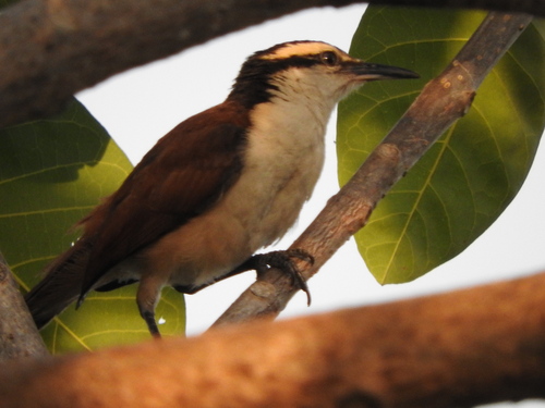 Giant Wren (Campylorhynchus chiapensis), photo 10