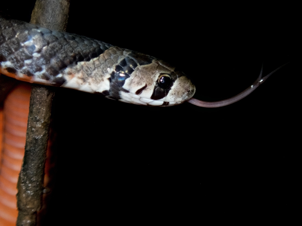 Palawan Kukri Snake