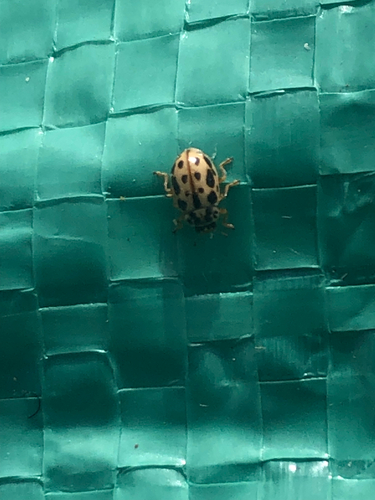 Marsh Lady Beetle