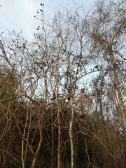 Vachellia schaffneri