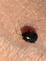 Legnotus limbosus