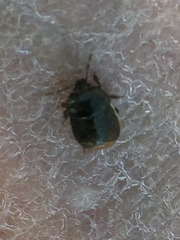 Legnotus limbosus