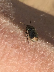 Legnotus limbosus