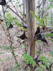 Vachellia schaffneri