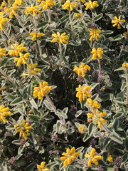 Phlomis cretica