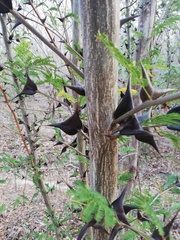 Vachellia schaffneri