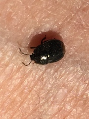 Legnotus limbosus