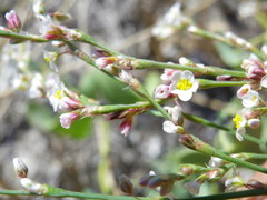 Polygonum arenarium