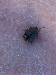 Legnotus limbosus