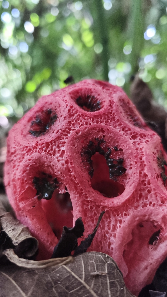 Wiffle Ball Stinkhorn · June 2026 · photo: Photo: (c) Sebastián de Jesús Herrera Buenfil, some rights reserved (CC BY) · iNaturalist