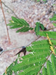 Vachellia schaffneri