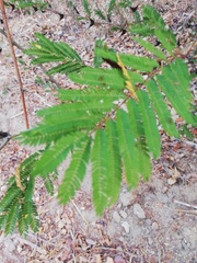 Vachellia schaffneri