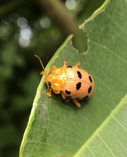 Sineguelas Leaf Beetle