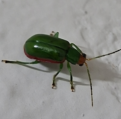 Diabrotica rufolimbata
