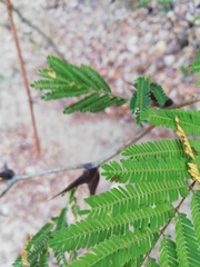 Vachellia schaffneri