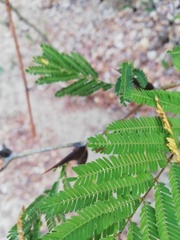 Vachellia schaffneri