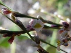 Polygonum arenarium