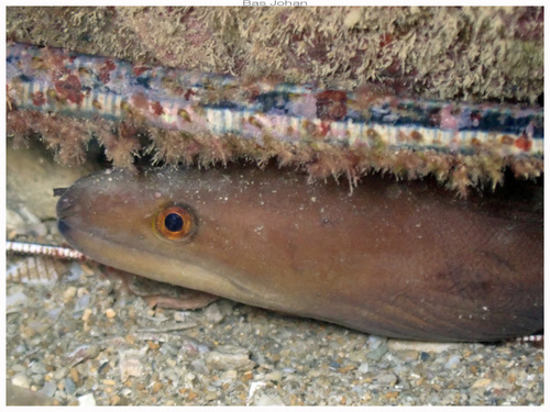 Gymnothorax monochrous observed 2026-06-13