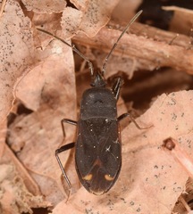 Eremocoris setosus