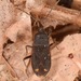Eremocoris setosus - Photo (c) skitterbug, algunos derechos reservados (CC BY), subido por skitterbug