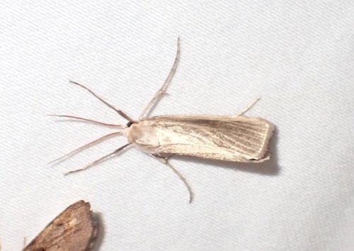 Satin Rupela photo 2