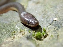 Olive Mountain Keelback