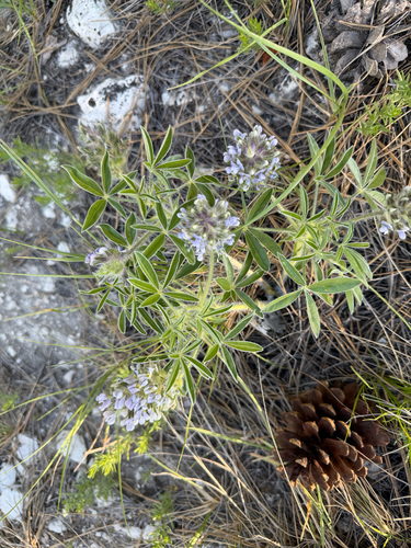 breadroot scurf pea