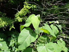 Populus heterophylla