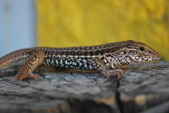Aspidoscelis costatus occidentalis