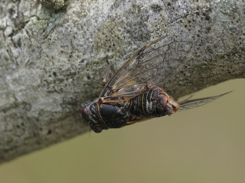Black Sorrow Cicada