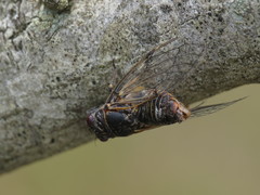 Cicadatra atra