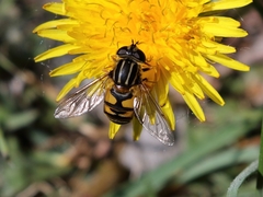 Helophilus pendulus