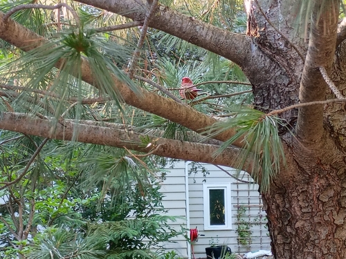 Northern Cardinal