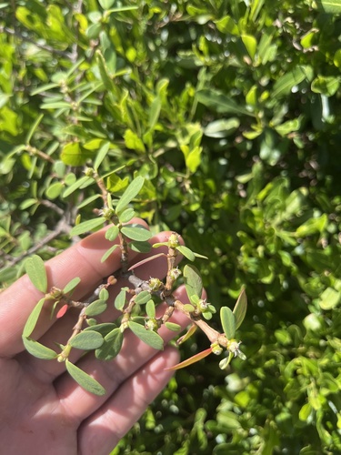 Euphorbia celastroides observed 2026-02-27