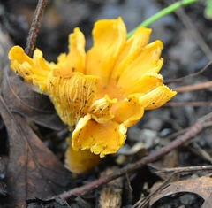 Cantharellus chicagoensis