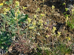 Erysimum crepidifolium