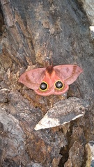 Automeris