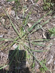 Bromus catharticus catharticus