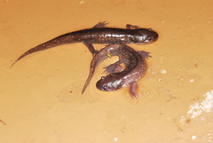 Ambystoma flavipiperatum