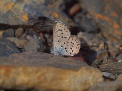 Pseudophilotes panoptes