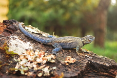 Sceloporus dugesii