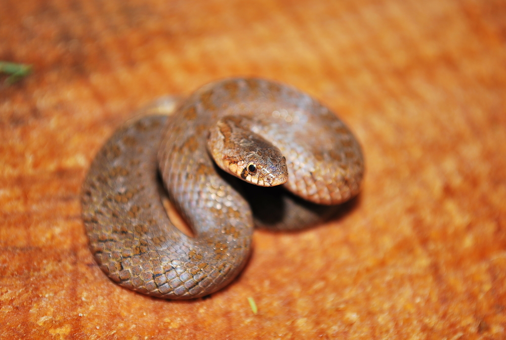 Two-Lined Mexican Earth Snake