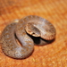 Two-lined Mexican Earth Snake - Photo (c) Jesus Gordolomi Butterball RC, some rights reserved (CC BY-NC), uploaded by Jesus Gordolomi Butterball RC