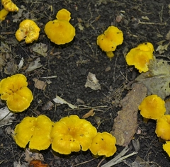 Cantharellus chicagoensis