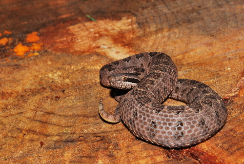 Mexican Dusky Rattlesnake