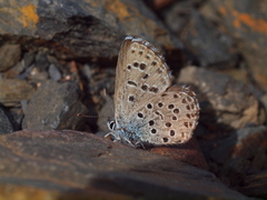 Pseudophilotes panoptes