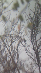 Granatellus venustus