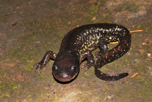 Yellow-peppered Salamander - Photo (c) Jesus Gordolomi Butterball RC, some rights reserved (CC BY), uploaded by Jesus Gordolomi Butterball RC