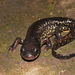 Yellow-peppered Salamander - Photo (c) Jesus Gordolomi Butterball RC, some rights reserved (CC BY), uploaded by Jesus Gordolomi Butterball RC