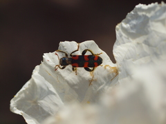 Trichodes leucopsideus
